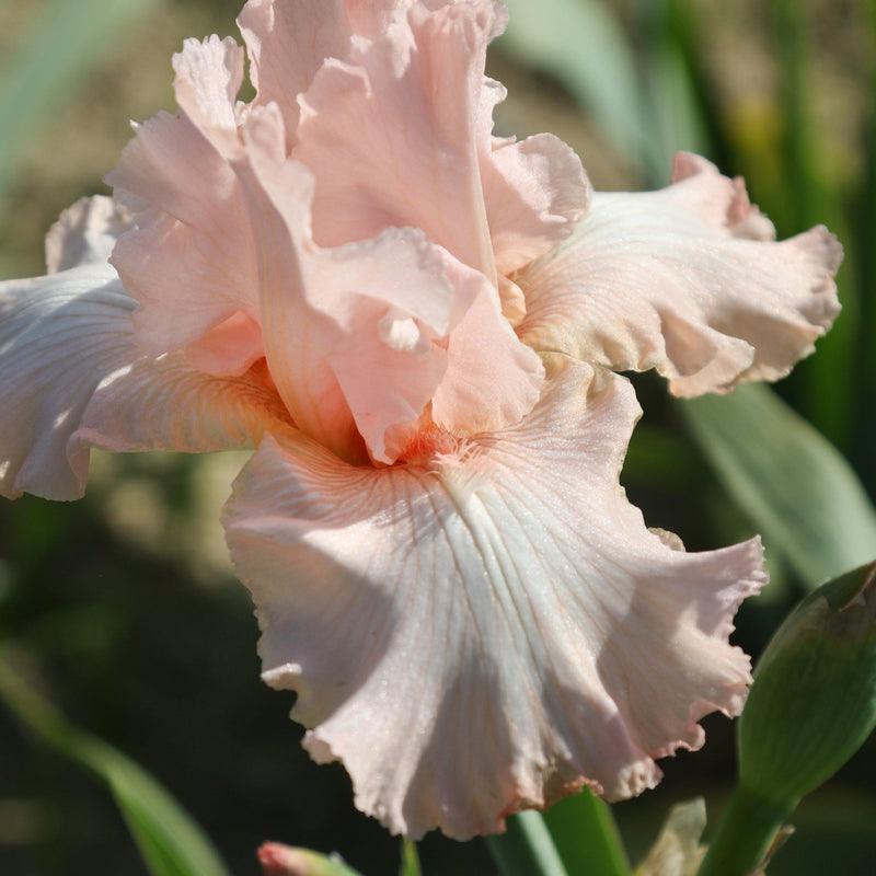 Pink Peach Reblooming Bearded Iris Rhizomes Beverly Sills For Sale ...