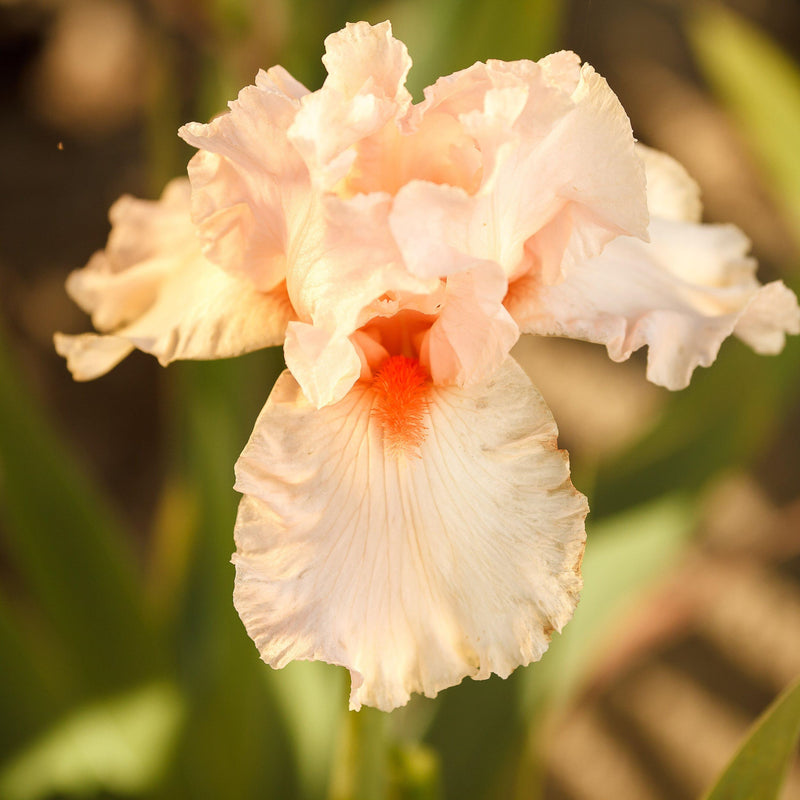 Bearded Iris Califlora Beverly Sills (Reblooming)