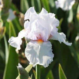 Single Lupita's Pride Bearded Iris Flower