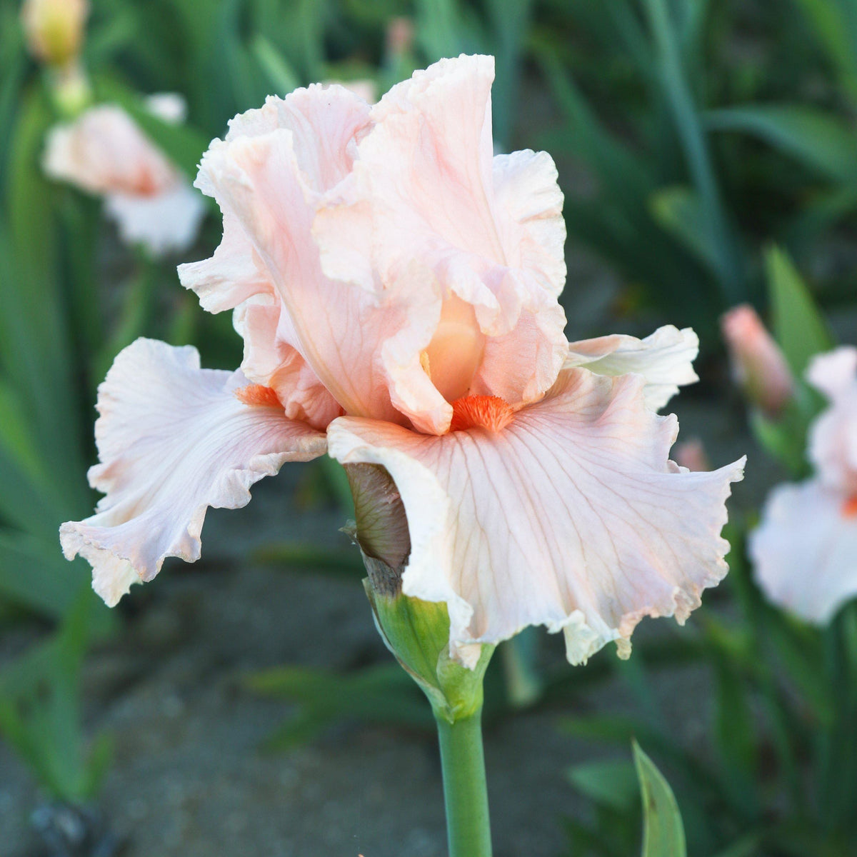 Pink & Orange Reblooming Bearded Iris October Splendor Bulbs – Easy To ...