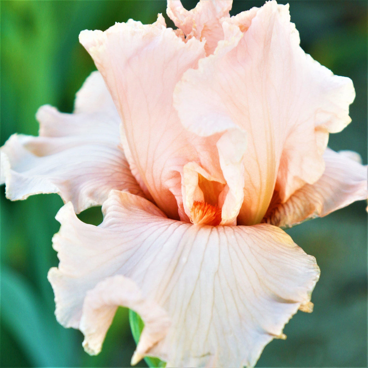 Spring Splendor Iris Pink & Orange Reblooming Bearded Iris October Splendor Bulbs – Easy To ...