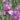 Close Up Purple Bearded Iris Persian Berry