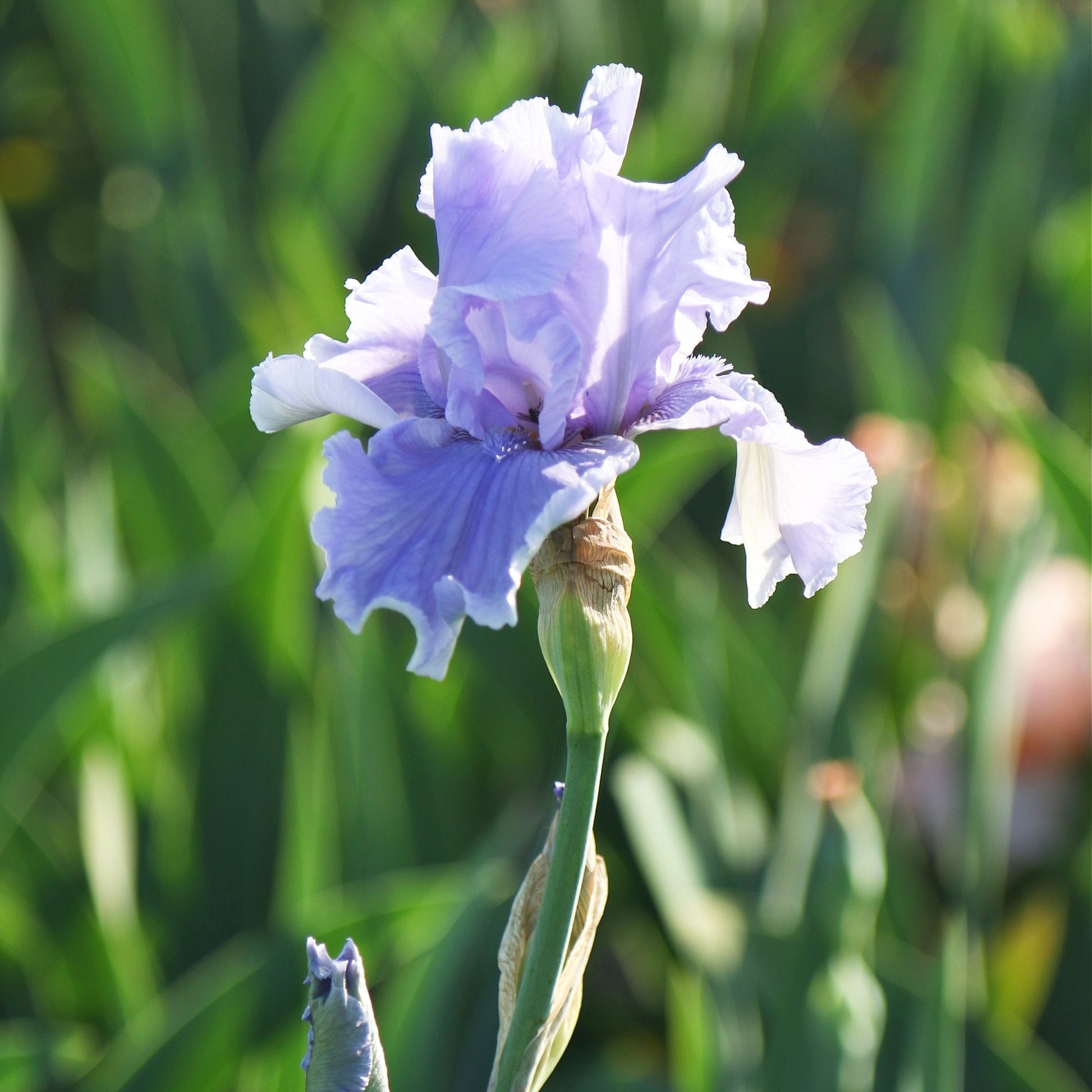 lavender iris flower Bearded Iris