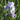 Bearded Iris Califlora Rio Vista (Reblooming)
