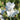 Side view Reblooming Bearded Iris Navajo Jewel