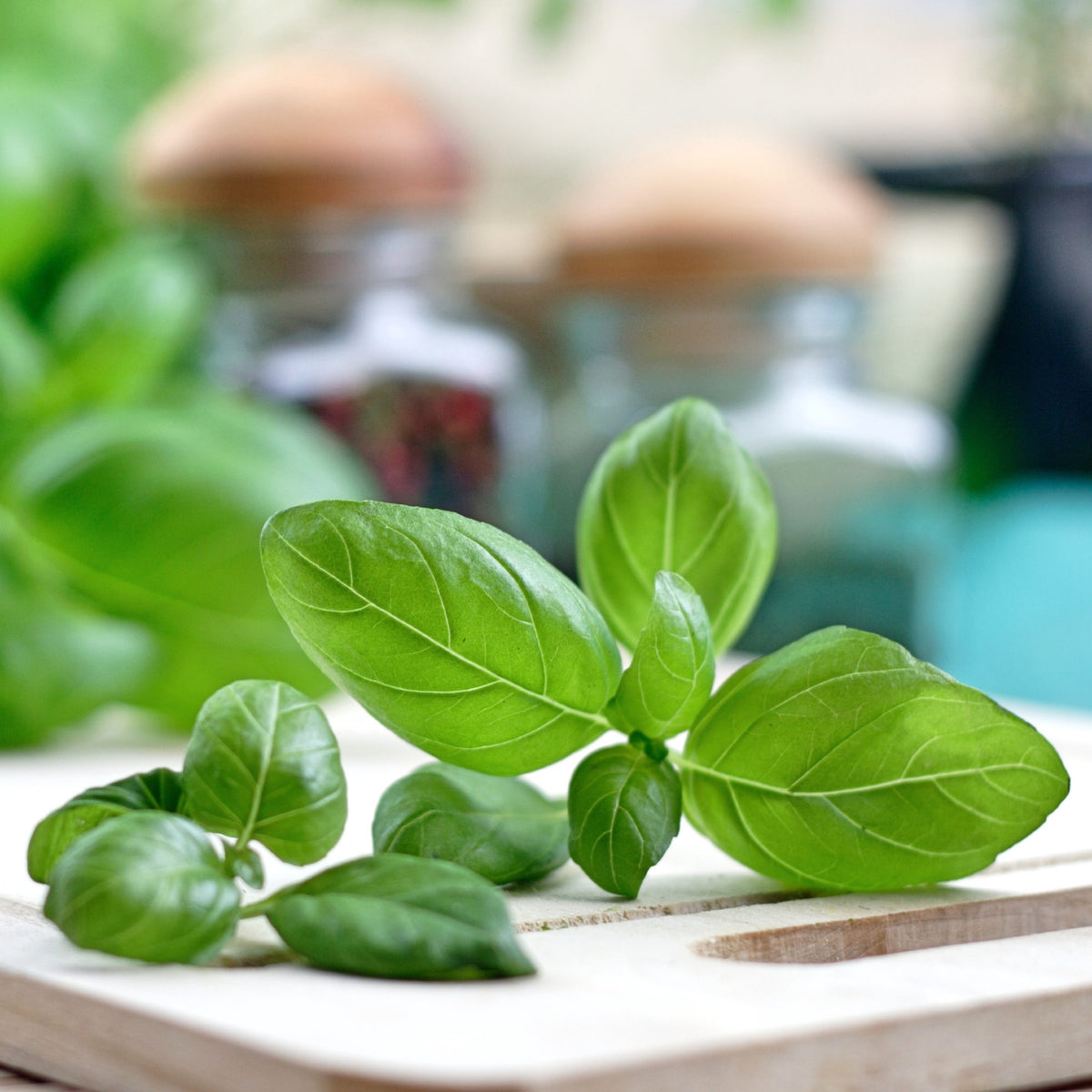 Genovese Italian Sweet Basil 2 Pack – Easy To Grow Bulbs