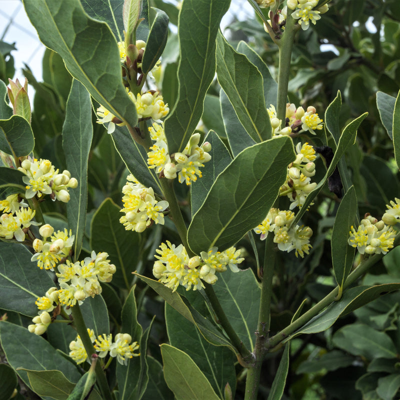 Bay laurel plants flowering