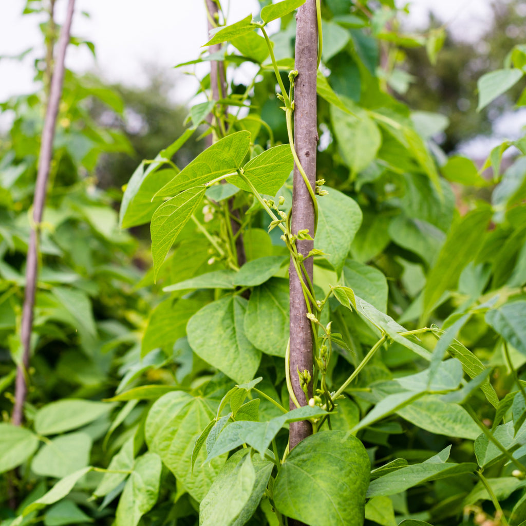 String Beans Mini String Beans Vine