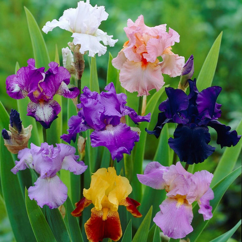 colorful blooms of mixed bearded iris