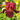 Bearded Iris Califlora Colorful Crop Mix (Reblooming)