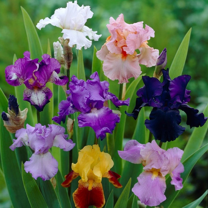 Bearded Iris - Califlora Colorful Crop Promo