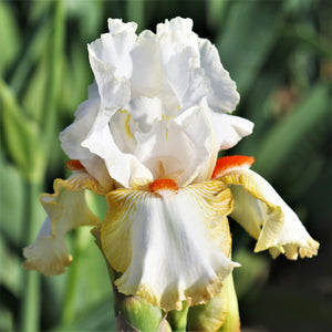 Reblooming Bearded Iris Halloween Halo (Fragrant)
