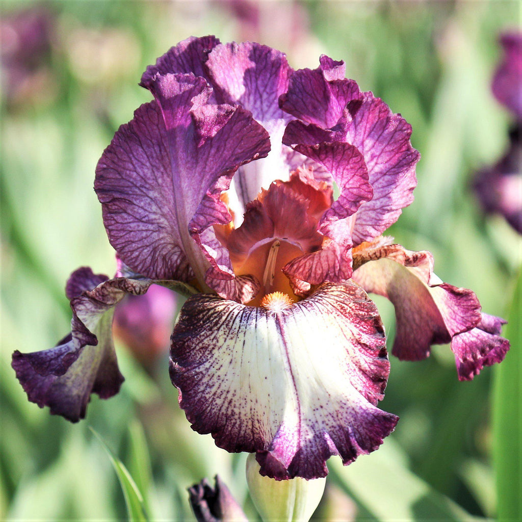 Reblooming Bearded Iris Bulbs for Sale | Large Iris Rhizomes – Easy To ...
