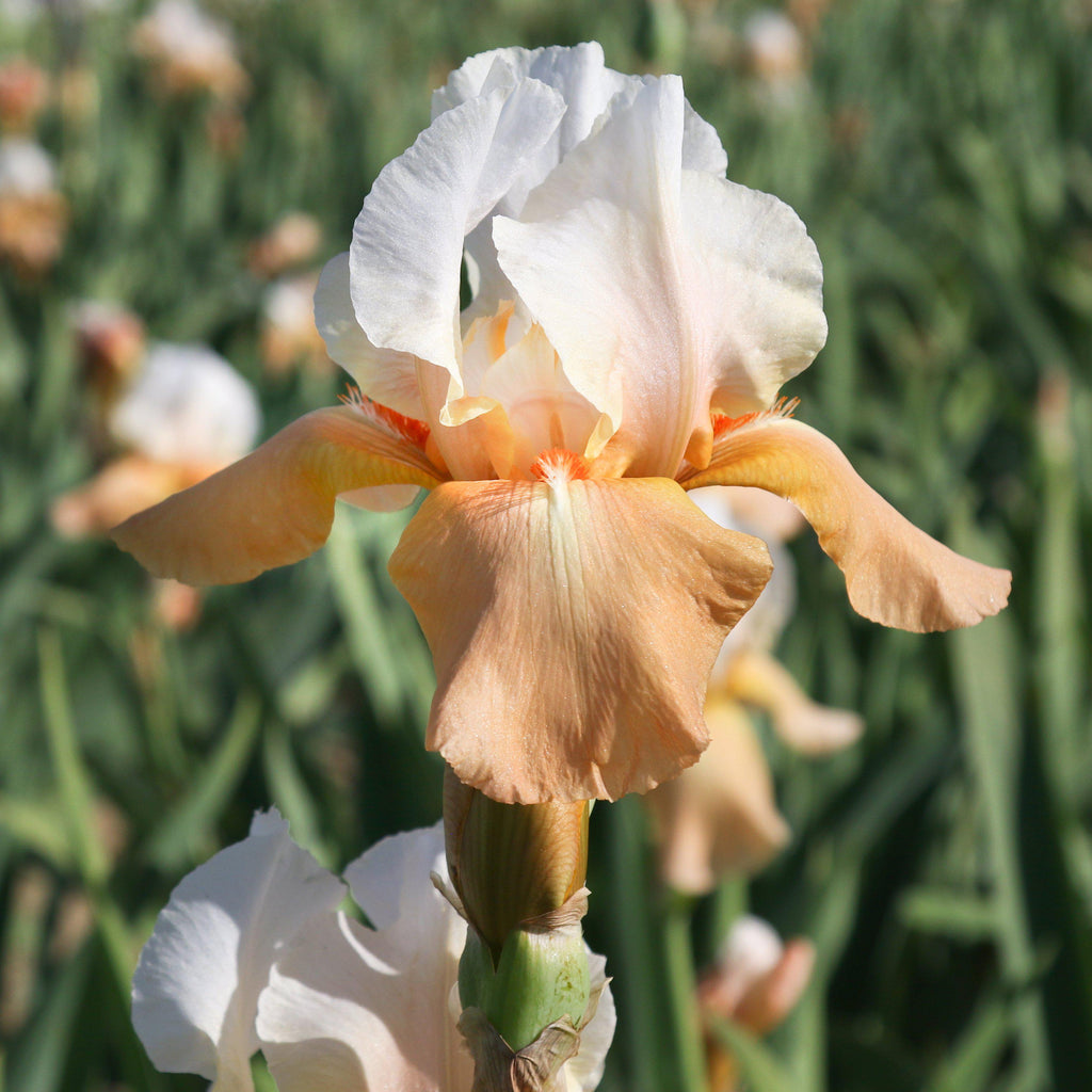 Reblooming Bearded Iris Bulbs for Sale | Large Iris Rhizomes – Easy To ...