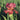 Garnet-rose petals of Iris Lady Friend