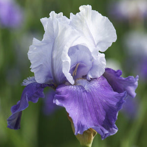 Reblooming Bearded Iris Mariposa Skies (Fragrant)