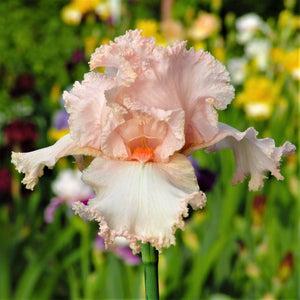 Peach Reblooming Bearded Iris October Splendor