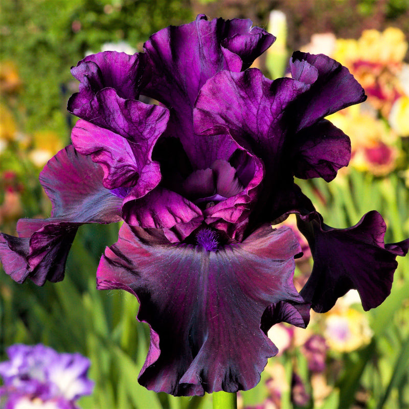 Dark Purple Reblooming Bearded Iris Ozark Rebounder 