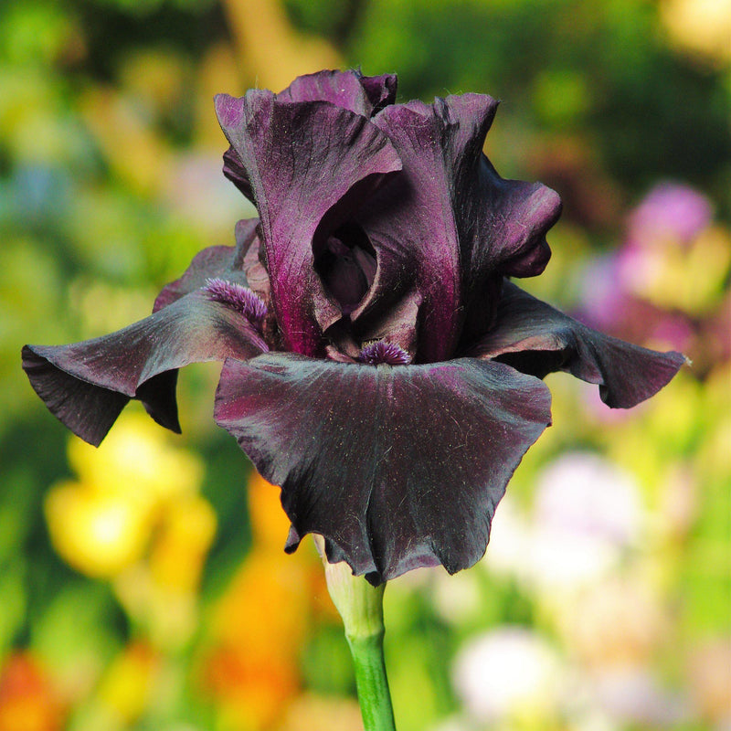 Fragrant Dark Purple Reblooming Iris Superstition