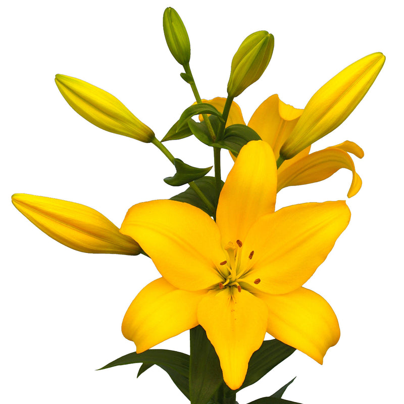 Sunshine Yellow Beau Soleil Lily