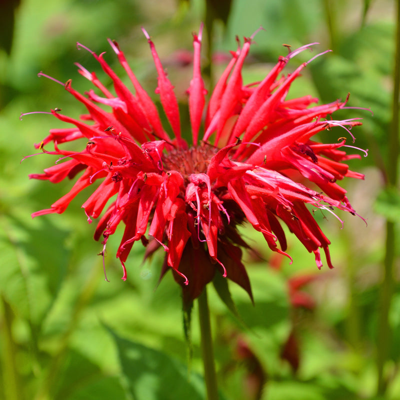 Fiery Red Spikes of the 