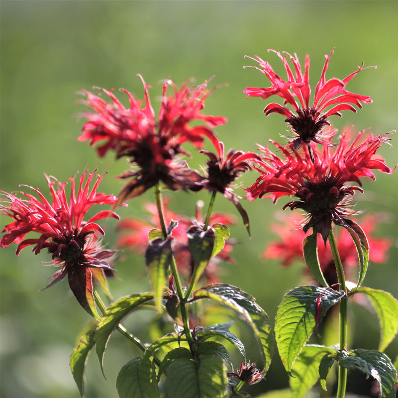 spikey, striking, scarlet-red flowers rise above aromatic, glossy green foliage