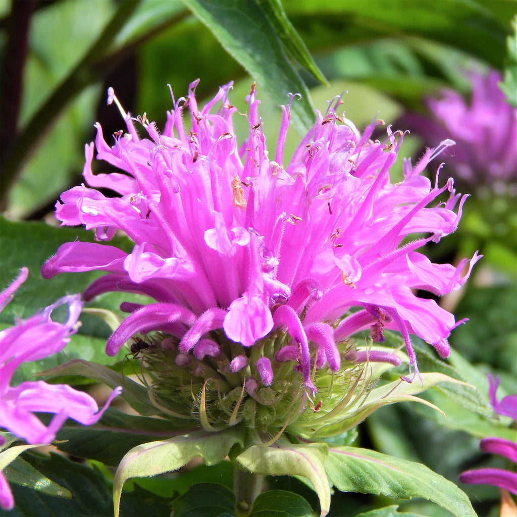 Bee Balm Planting Guide Easy to Grow Bulbs Easy To Grow Bulbs