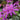 Balmy lilac bee balm flowers