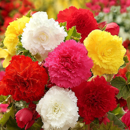 giant ruffled begonias mixed colors blooms