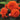 giant ruffled orange begonia blooms