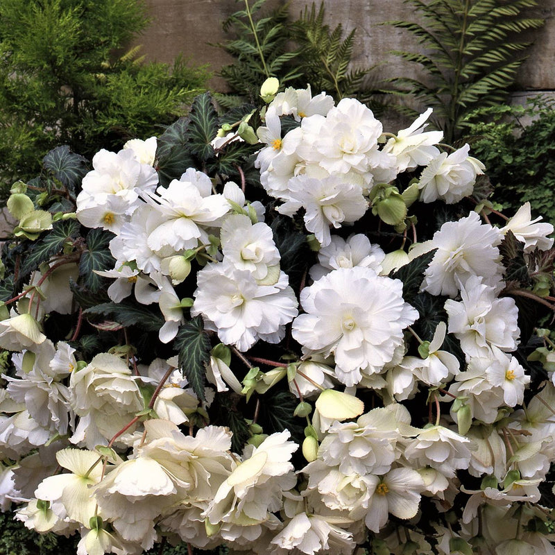 Hanging Basket White Chantilly Begonias