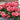 Begonia Picotee Lace Red blooms