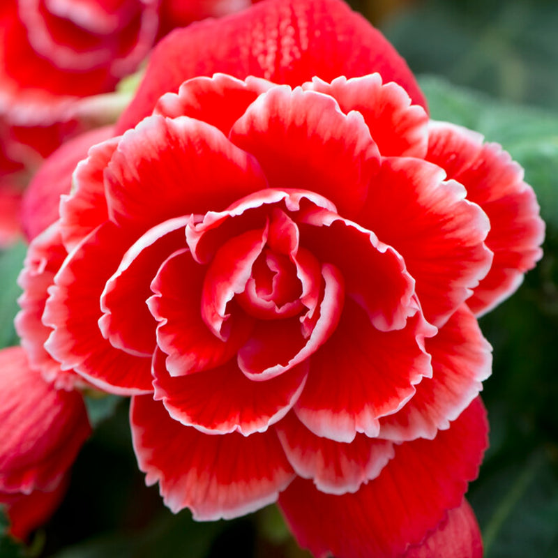 Begonia Picotee Lace Red bloom