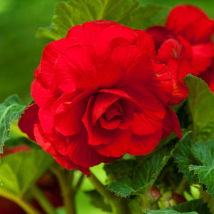 products/Begonia_Roseform_Red.IBULB_2.jpg