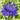 Agapanthus Black Buddhist Flower
