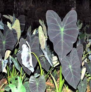 Colocasia Black Leaf Illustris is a spectacular elephant ear with large leaves showing deep, velvety violet so dark it appears black, ribbed and mid-ribbed with bright green