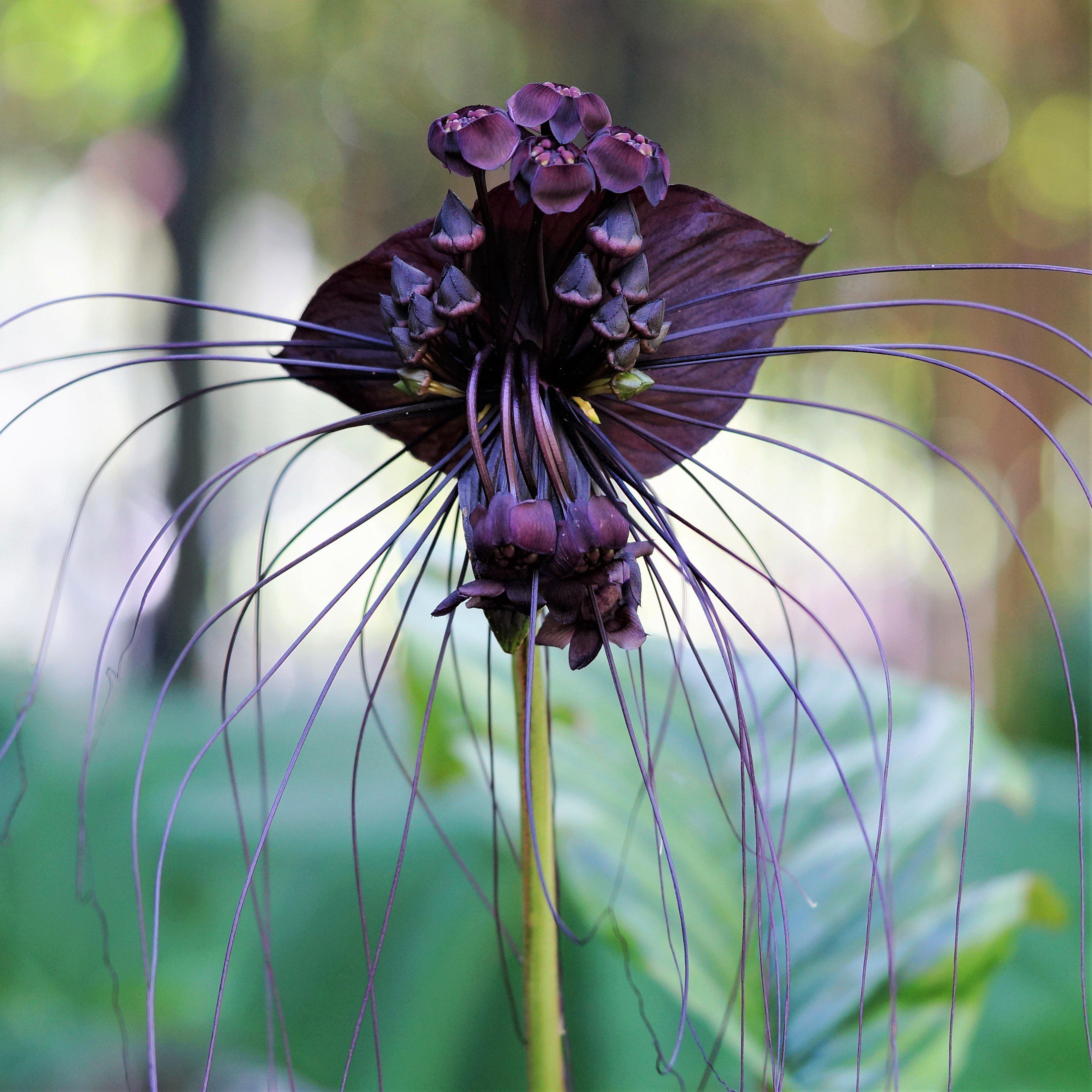 Stunning Black Bat Flower Plant For Sale| Tacca Chanterii – Easy To ...