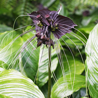 bat lily flower Tacca