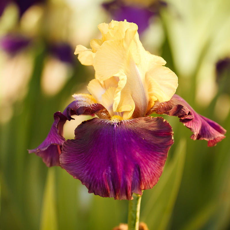 Bearded Iris Califlora Blatant (Reblooming)