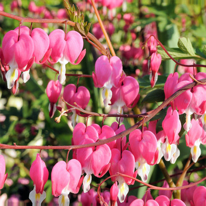 Buy Old Fashioned Bleeding Heart Plant | Dicentra Spectabilis – Easy To ...
