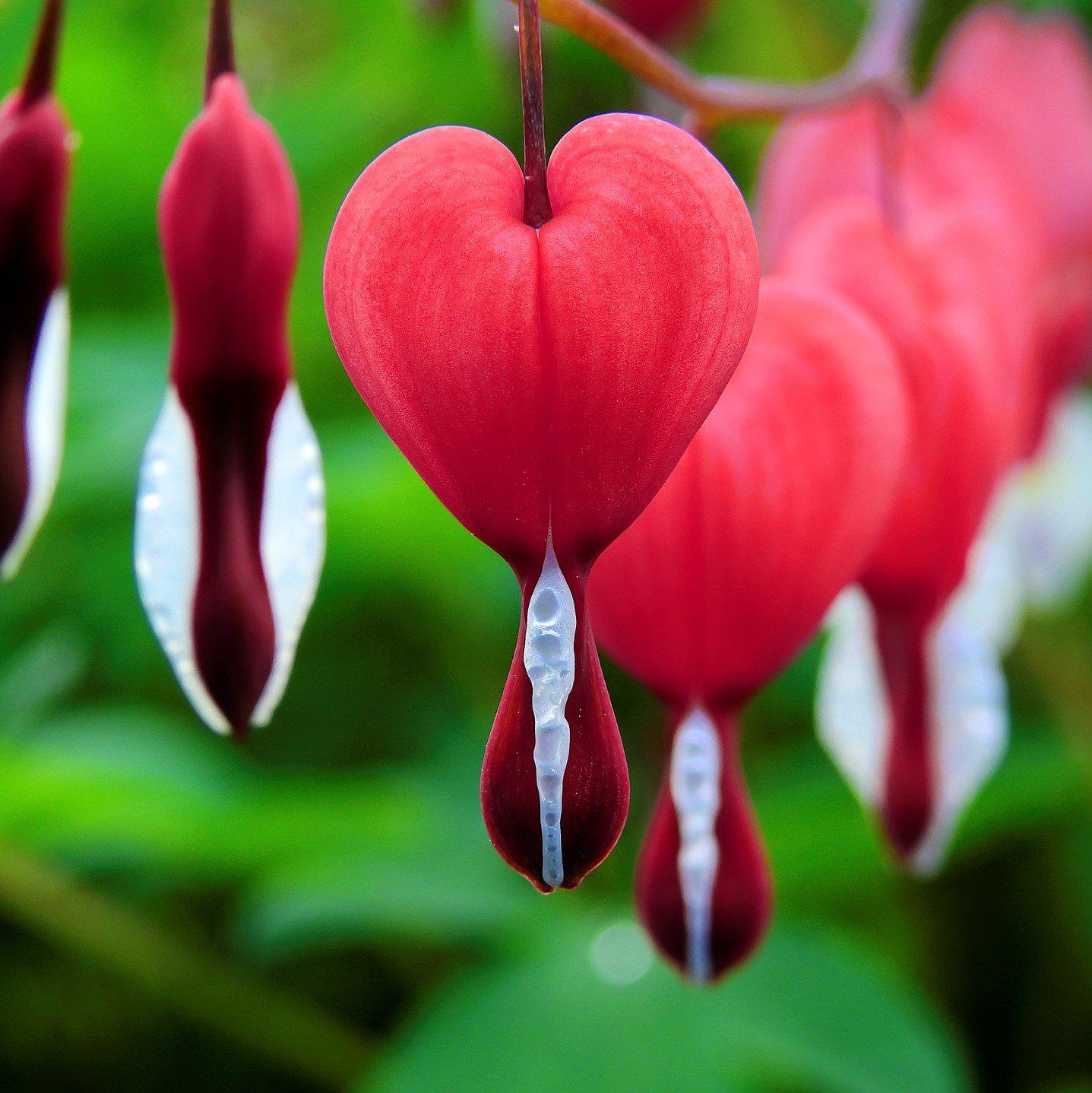 bleeding heart succulent Dicentra