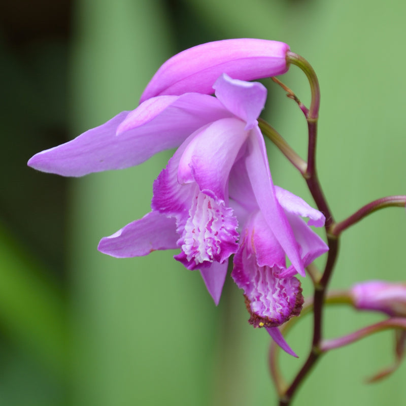 Hardy orchid purple flower
