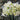 Paperwhite Ariel Bulbs (17+ cm)
