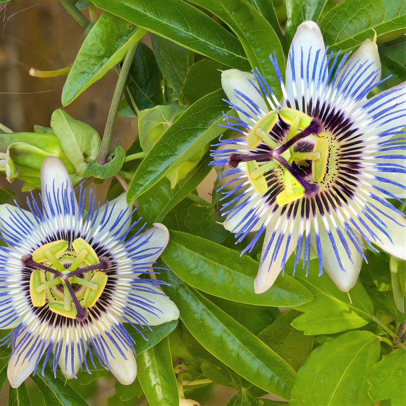 Passiflora Blue Crown for sale online