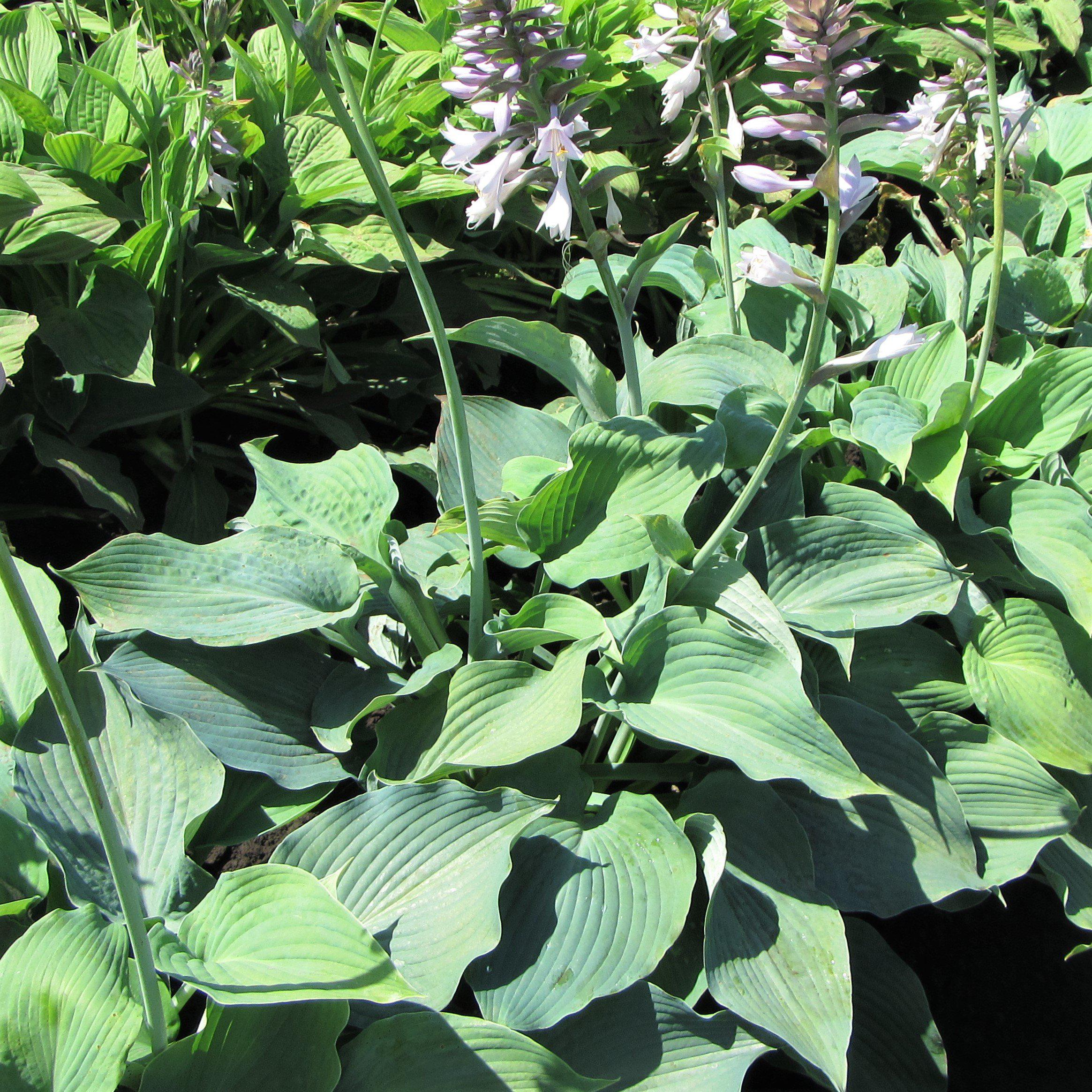 Hosta - Blue Angel - Thumbnail 2