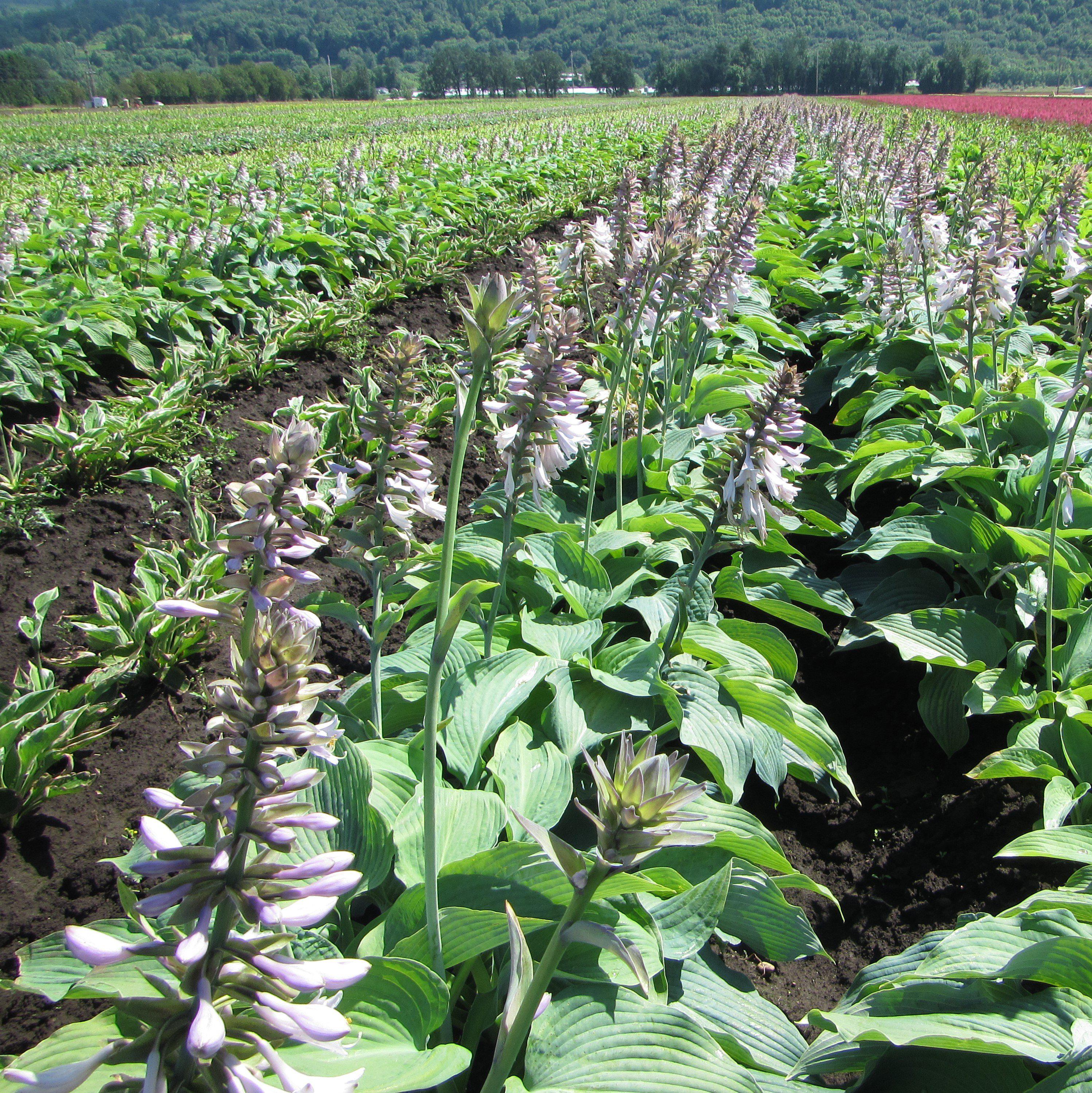 Hosta - Blue Angel - Thumbnail 3