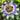 Purple and Cream Passionflower