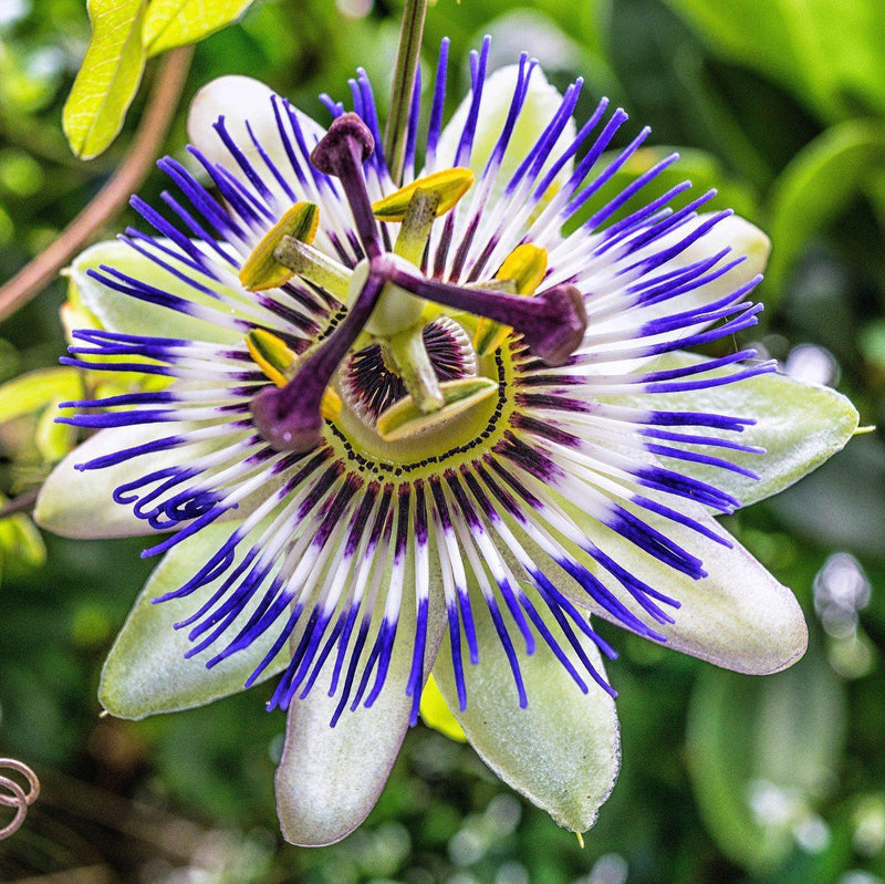 Purple and Cream Passionflower