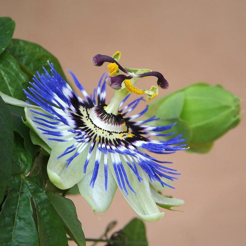 Passiflora Blue Crown with white petals