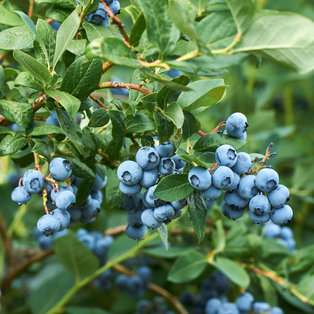 Blueberries Tree SALE - Stock up on your favorite flower bulbs & plants! – Page 2 – Easy ...